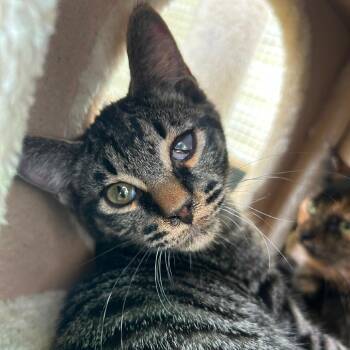 Odin -  Domestic Short Hair Cat for Adoption in Taos, New Mexico - Odin | PetCurious