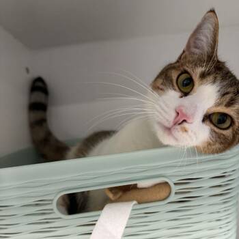 Fica -  American Shorthair Cat for Adoption in Bethel, Connecticut - Fica | PetCurious