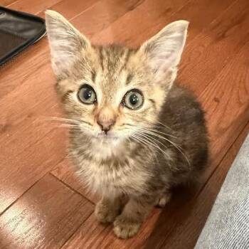 Niblet -  Domestic Short Hair Cat for Adoption in Philadelphia, Pennsylvania - Niblet | PetCurious