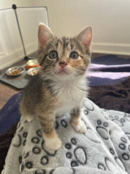 Peaches -  Domestic Long Hair Cat for Adoption in Fort Mill, South Carolina - Peaches | PetCurious