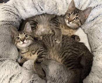 ALICE and TEDDY -  Domestic Short Hair Cat for Adoption in Owatonna, Minnesota - ALICE And TEDDY | PetCurious