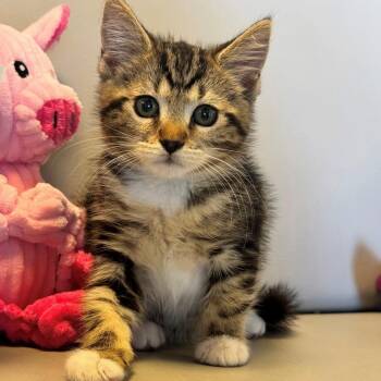 Skye -  Domestic Short Hair Cat for Adoption in Syosset, New York - Skye | PetCurious