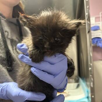 Boggle -  Domestic Short Hair Cat for Adoption in Salt Lake City, Utah - Boggle | PetCurious