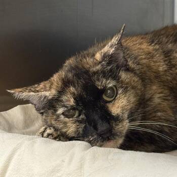 AMILLIA -  Domestic Short Hair Cat for Adoption in Las Vegas, Nevada - AMILLIA | PetCurious