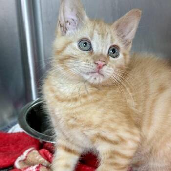 Melvin -  Domestic Short Hair Cat for Adoption in Matteson, Illinois - Melvin | PetCurious
