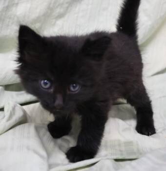 Taco -  Domestic Long Hair Cat for Adoption in Thief River Falls, Minnesota - Taco | PetCurious