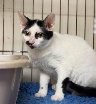 Latte -  Devon Rex Cat for Adoption in Lutz, Florida - Latte | PetCurious