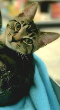 Bullseye -  Domestic Short Hair Cat for Adoption in Hazlet, New Jersey - Bullseye | PetCurious
