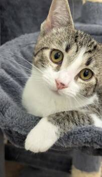 Doodlebug -  Domestic Short Hair Cat for Adoption in South Bend, Indiana - Doodlebug | PetCurious