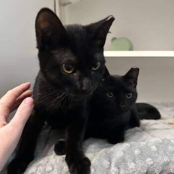 Rescue Domestic Short Hair Cats for Adoption in Houston, Texas - Soy (F) & Bean (M) | PetCurious