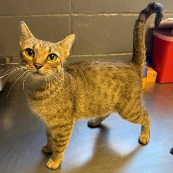 TUSC-Stray-85397 -  Domestic Short Hair Cat for Adoption in Tuscaloosa, Alabama - TUSC-Stray-85397 | PetCurious