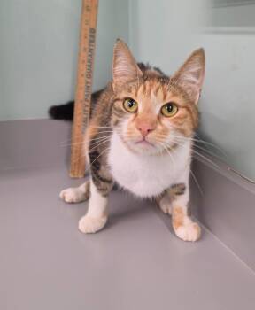 Minnie -  Domestic Short Hair Cat for Adoption in Athens, Tennessee - Minnie | PetCurious