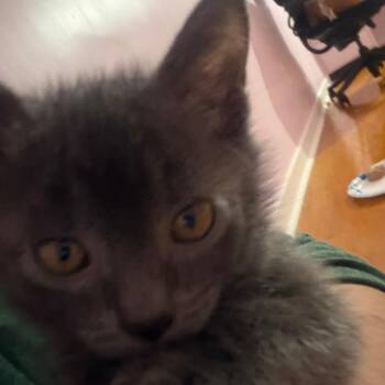 Princess -  Domestic Short Hair Cat for Adoption in Pittsburgh, Pennsylvania - Princess | PetCurious