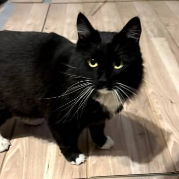 Rescue Domestic Medium Hair Cats for Adoption in Tulsa, Oklahoma - Sylvie | PetCurious