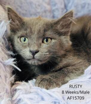 Rusty -  Domestic Short Hair Cat for Adoption - Rusty | PetCurious