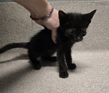 Rescue Domestic Short Hair Cats for Adoption in Dickson, Tennessee - Mason | PetCurious
