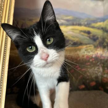 Domestic Short Hair Cats Available for Adoption - Cupcake | PetCurious