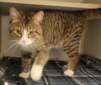 Socks -  Domestic Short Hair Cat for Adoption in Mason City, Iowa - Socks | PetCurious