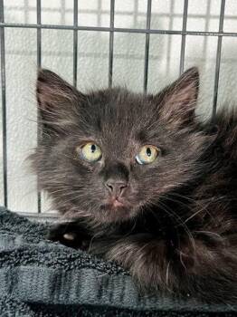 Rickie -  Domestic Long Hair and Domestic Short Hair Cat for Adoption in Elmira, New York - Rickie | PetCurious