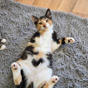 Rescue Domestic Short Hair Cats for Adoption in Tucson, Arizona - Daphne | PetCurious