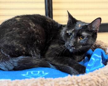 Rescue Tortoiseshell Cats for Adoption in Farmland, Indiana - Maya | PetCurious