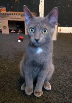 Chevy -  Domestic Short Hair Cat for Adoption in Magnolia, Texas - Chevy | PetCurious