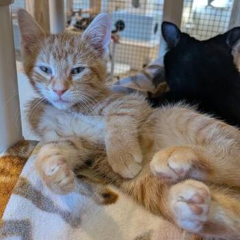 PUMPKIN SPICE -  Domestic Short Hair Cat for Adoption in La Crescent, Minnesota - PUMPKIN SPICE | PetCurious