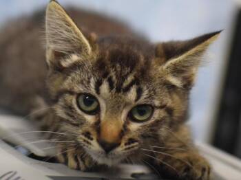 Tadpole -  Domestic Short Hair Cat for Adoption in Portland, Oregon - Tadpole | PetCurious