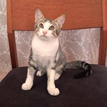 Katalina -  Domestic Short Hair Cat for Adoption in Jupiter, Florida - Katalina | PetCurious