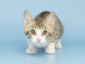 MIKEY -  Domestic Short Hair Cat for Adoption in Phoenix, Arizona - MIKEY | PetCurious