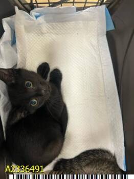 BETTY -  Domestic Short Hair Cat for Adoption in West Palm Beach, Florida - BETTY | PetCurious