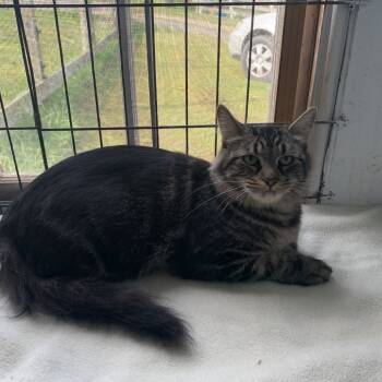 Rescue Domestic Short Hair Cats for Adoption in Woodstock, Virginia - PollyAnna Estep | PetCurious