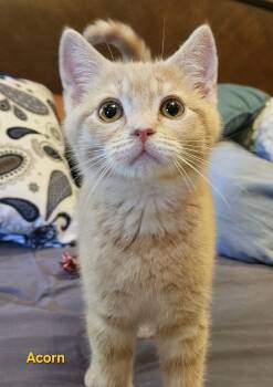 Acorn -  Tabby Cat for Adoption in Richmond, Virginia - Acorn | PetCurious