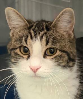 Rescue Domestic Short Hair Cats for Adoption in Sault Ste. Marie, Michigan - Niko | PetCurious