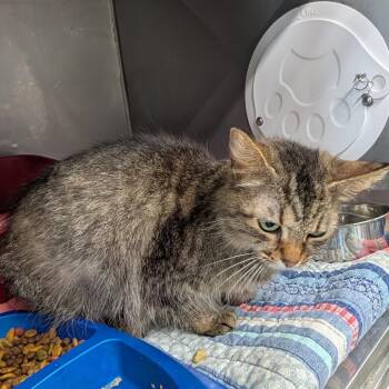 Domestic Medium Hair Cats Available for Adoption in Jefferson City, Tennessee - Yuki | PetCurious