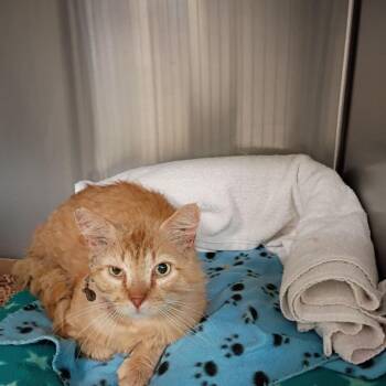 Domestic Long Hair Cats Available for Adoption in Lynchburg, Virginia - Orange Slice | PetCurious