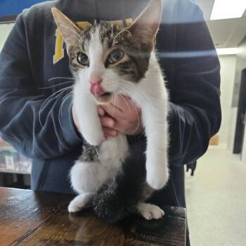 Lipstick -  Domestic Medium Hair Cat for Adoption in Monticello, Iowa - Lipstick | PetCurious