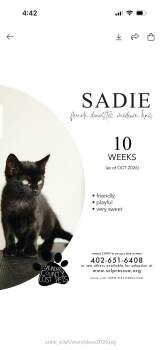 Sadie -  Domestic Medium Hair Cat for Adoption in Wahoo, Nebraska - Sadie | PetCurious