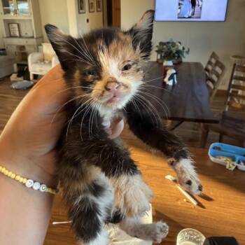 Poppy -  Domestic Short Hair Cat for Adoption in Newberg, Oregon - Poppy | PetCurious