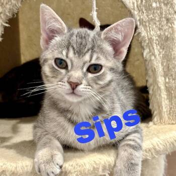 Sips -  Domestic Short Hair Cat for Adoption - Sips | PetCurious