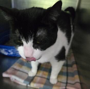 Bowie -  Domestic Short Hair Cat for Adoption in Windsor, Connecticut - Bowie | PetCurious