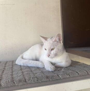 Rescue Domestic Short Hair Cats for Adoption in Puyallup, Washington - Kendall | PetCurious