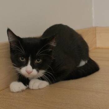Ace C70626 -  Domestic Short Hair Cat for Adoption in Minnetonka, Minnesota - Ace C70626 | PetCurious