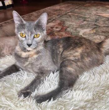 Domestic Short Hair Cats Available for Adoption in St. Cloud, Florida - Cleo | PetCurious