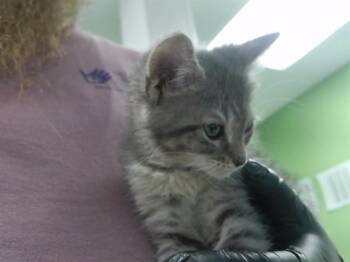 MANGO -  Domestic Short Hair Cat for Adoption in Omaha, Nebraska - MANGO | PetCurious