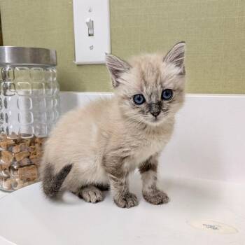 Lara -  Siamese Cat for Adoption in Chico, California - Lara | PetCurious