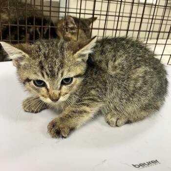 Posie -  Domestic Short Hair Cat for Adoption in Las Cruces, New Mexico - Posie | PetCurious