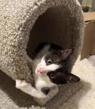 Rescue Domestic Short Hair Cats for Adoption in Naugatuck, Connecticut - Divino - BONDED PAIR | PetCurious