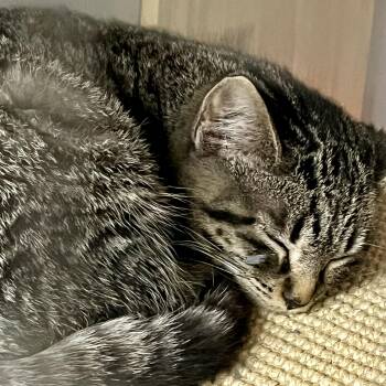Rescue Domestic Short Hair Cats for Adoption in Lake Geneva, Wisconsin - Hoxy | PetCurious
