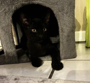 Boston Bear Hollanov -  Domestic Short Hair Cat for Adoption in Chandler, Arizona - Boston Bear Hollanov | PetCurious